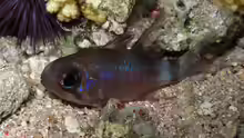 Nectamia savayensis