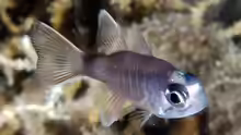 Nectamia similis