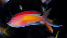 Nemanthias carberryi
