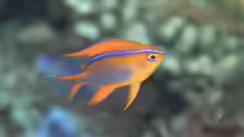Neoglyphidodon crossi