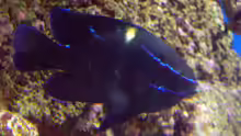 Neoglyphidodon oxyodon