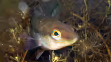 Neoodax balteatus