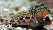 Neosynchiropus ocellatus