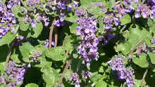 Nepeta racemosa