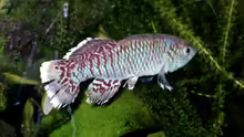 Nothobranchius eggersi