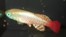 Nothobranchius palmqvisti