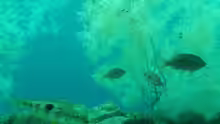Notolabrus celidotus