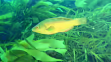 Notolabrus fucicola