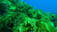 Notolabrus parilus