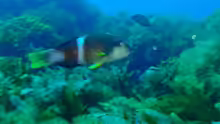 Notolabrus tetricus