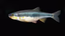 Notropis lutipinnis