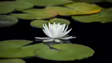Nymphaea tetragona