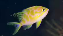 Odontanthias borbonius