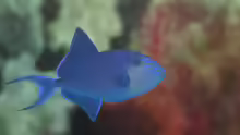 Odonus niger