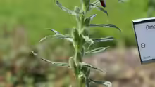 Oenothera versicolor