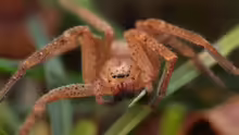Olios argelasius