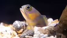 Opistognathus hopkinsi