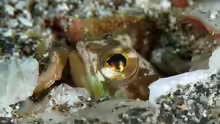 Opistognathus iyonis