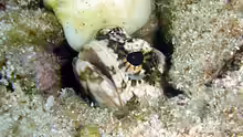 Opistognathus macrognathus