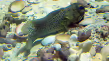 Opistognathus punctatus