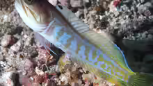Opistognathus randalli