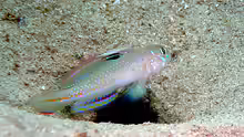 Oplopomus oplopomus
