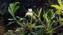 Orchideen