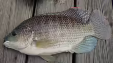 Oreochromis aureus