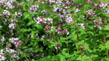 Origanum vulgare