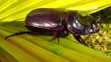 Oryctes monoceros