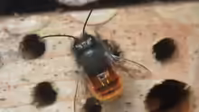 Osmia cornuta