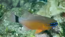 Ostorhinchus aureus