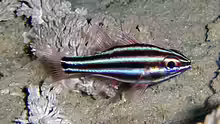 Ostorhinchus cookii