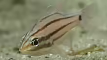 Ostorhinchus doederleini