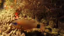 Ostorhinchus fleurieu