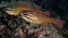 Ostorhinchus holotaenia