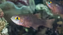 Ostorhinchus monospilus