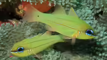 Ostorhinchus sealei