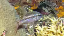 Ostorhinchus urostigmus