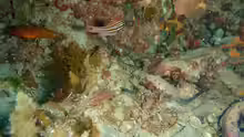 Ostorhinchus victoriae