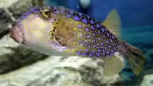 Ostracion immaculatus