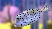 Ostracion rhinorhynchos