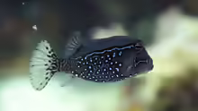 Ostracion solorensis