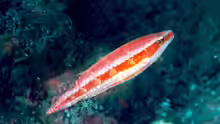 Oxycheilinus orientalis