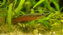 Pachypanchax omalonotus