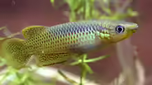 Pachypanchax playfairii