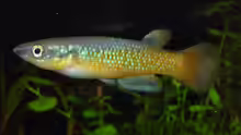 Pachypanchax sakaramyi