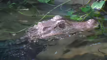 Paleosuchus palpebrosus