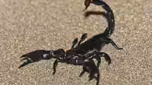 Pandinus imperator