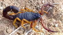 Parabuthus villosus